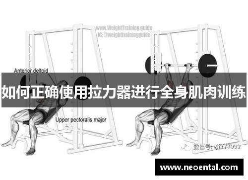 如何正确使用拉力器进行全身肌肉训练